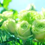 Green roses under blue sky free download