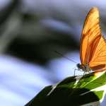 HD Butterfly Bliss Wallpaper desktop wallpaper