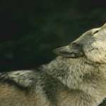 Howling Wolf mobile wallpapers