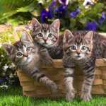 Kitten Animal Cat Wallpaper download