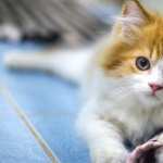 Kitten Cute Animal Cat Cute Cat 1080p