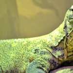 Komodo dragon (Varanus komodoensis), Taronga Park Zoo Sydney Australia. by lonewolf6738 free