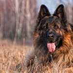 Majestic German Shepherd hd