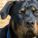 Majestic Rottweiler wallpapers