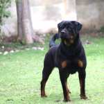 Majestic Rottweiler in HD hd desktop