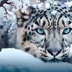 Majestic Snow Leopard new wallpapers