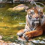 Majestic Tiger in Water - wallpapers for iphone