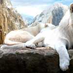 Majestic White Lion background