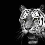 Majestic White Tiger wallpaper