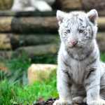 Majestic White Tiger Cub desktop wallpaper