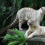 Majestic White Tigers free download