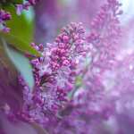 Nature Lilac new wallpaper