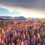 Nature Lupine desktop wallpaper