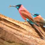 Northern Carmine Bee-eater Animal Bee-eater Bee-eater mobile wallpapers