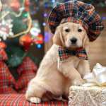 Puppy Animal Golden Retriever 1080p