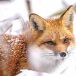 Red Fox Animal Fox 8k Ultra wallpapers hd