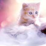 Santa Hat Animal Cat 1080p