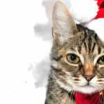 Santa Hat Cat Holiday Christmas new wallpapers