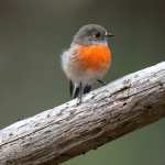 Scarlet Robin Animal Robin wallpapers for iphone