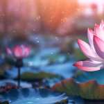 Serene Lotus Bloom high definition wallpapers