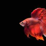 Siamese Fighting Fish image