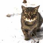 Snow Winter Animal Cat free wallpapers