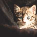 Stare Ba download wallpaper