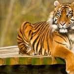 Stunning of a Majestic Tiger high quality wallpapers