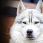 Stunning Siberian Husky new wallpaper