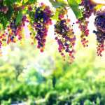 Sunny Vineyard Grapes - download