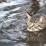 Water Animal Cat widescreen