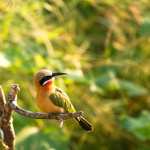 White-fronted Bee-eater Animal Bee-eater Bee-eater free