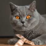 Animal Cat hd