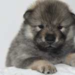Animal Dog free wallpapers