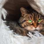 Animal Cat wallpaper