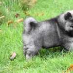 Animal Dog high definition wallpapers