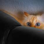 Animal Cat images