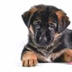 Adorable German Shepherd Puppy new wallpaper