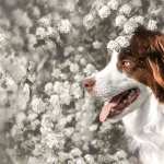 Animal Australian Shepherd wallpapers