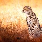 Animal Cheetah free download