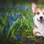 Animal Corgi widescreen