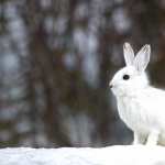 Animal Hare free download