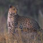 Animal Leopard hd desktop