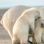 Animal Polar Bear hd desktop