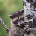 Animal Raccoon free download