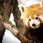 Animal Red Panda free download