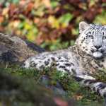 Animal Snow Leopard new wallpapers