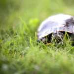 Animal Turtle widescreen