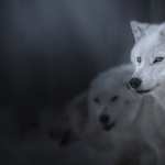 Animal Wolf hd wallpaper