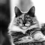 Black & White Animal Cat high definition photo